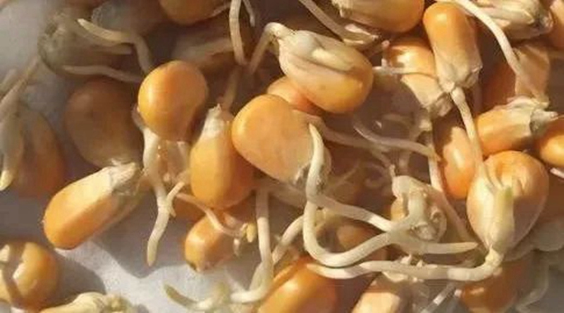 玉米播種后出苗不全的10個原因(圖1) 玉米播種后出苗不全的10個原因(圖1)