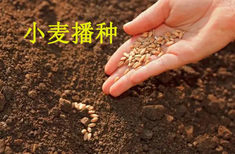 植保知識(shí)——冬小麥播種五大關(guān)鍵技術(shù)(圖1) 植保知識(shí)——冬小麥播種五大關(guān)鍵技術(shù)(圖1)