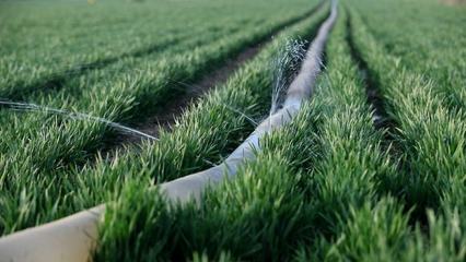 從“晚播弱苗”到“豐收壯苗”:五項措施是關鍵!(圖3) 從“晚播弱苗”到“豐收壯苗”:五項措施是關鍵!(圖3)