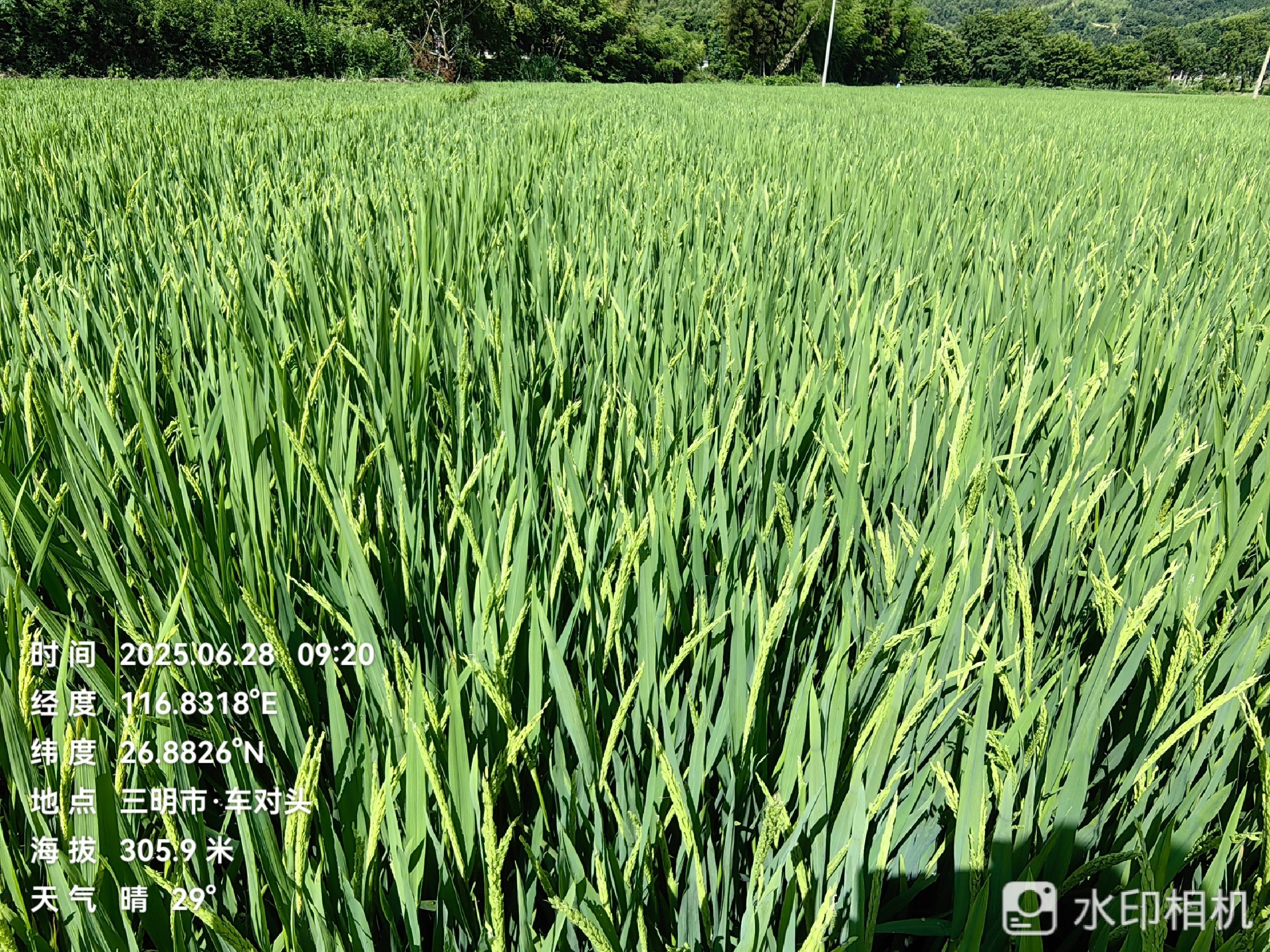 聚焦水稻制種未來,農達赤霉酸賦能水稻制種!(圖3) 聚焦水稻制種未來,農達赤霉酸賦能水稻制種!(圖3)