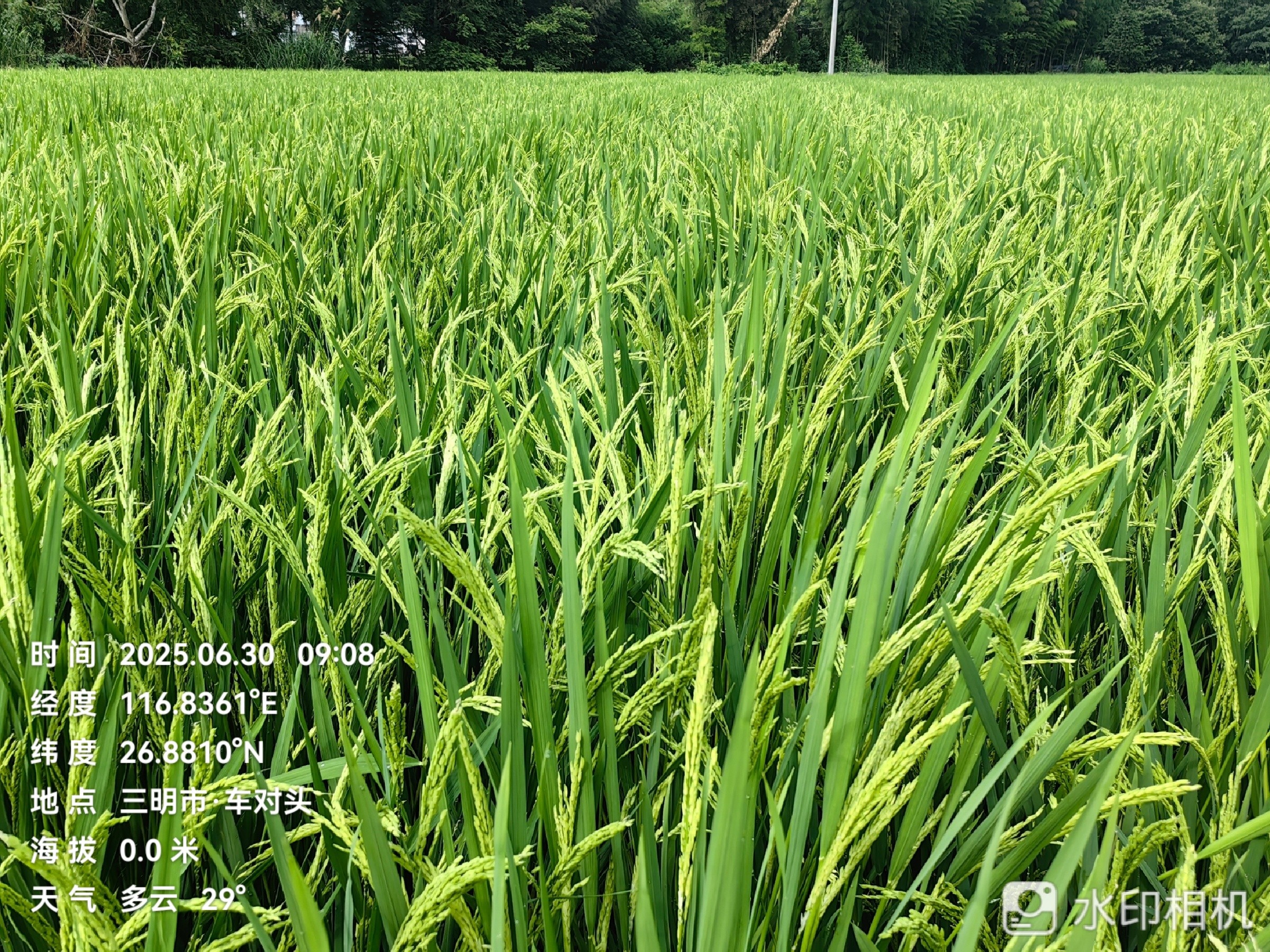 聚焦水稻制種未來,農達赤霉酸賦能水稻制種!(圖5) 聚焦水稻制種未來,農達赤霉酸賦能水稻制種!(圖5)