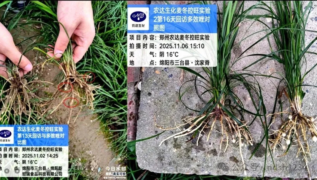 藥典新規要檢多效唑?別慌!農達“矮天下”助您控旺又增產!(圖2) 藥典新規要檢多效唑?別慌!農達“矮天下”助您控旺又增產!(圖2)